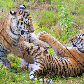 Siberian Tiger Cubs, Age 3 Months, Playing. by Edwin Giesbers / Naturepl.com