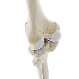 Skeletal Knee