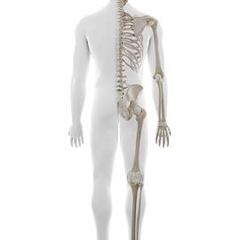 Human Skeleton