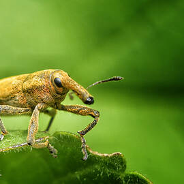 A Bug On A Leaf by Kobbie Pessach