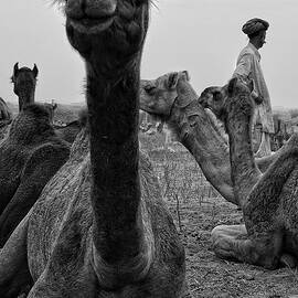 A Camel Portrait by Kaushik Dolui
