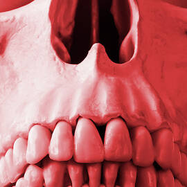 A Close Up of a Human Skull in Red by Derrick Neill