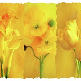 A Collage Of Yellow Flowers by Imagewerks
