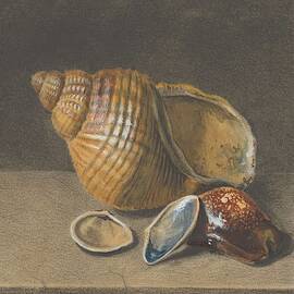 A Cowrie, and a Larger and Two Smaller Shells  Anonymous by MotionAge Designs