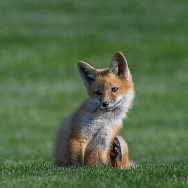 A Cute Baby Fox by Michael Z. Li