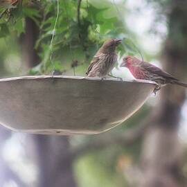 A Date for Breakfast - Wild Finches