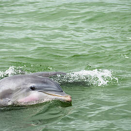 A Dolphin Hello