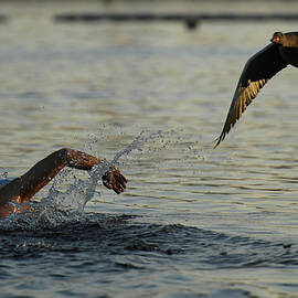 A Goose Flies Past a Swimmer by Clodagh Kilcoyne