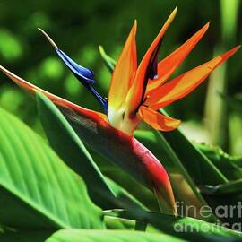 A Gorgeous Bird Of Paradise In Bermuda by Poet's Eye