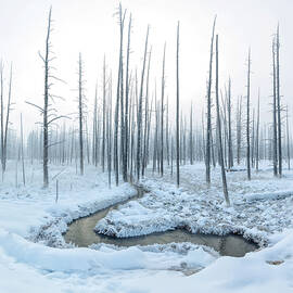 A Heart In Winter Forest by Dianne Mao