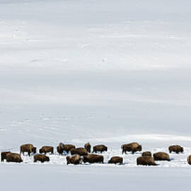 A Herd Of American Bison (bison Bison) by Nick Garbutt