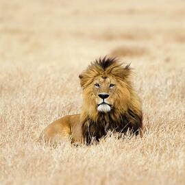 A Lion by Sean Russell