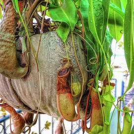 A pitcher plant on our terrace in Thailand by Jeremy Holton