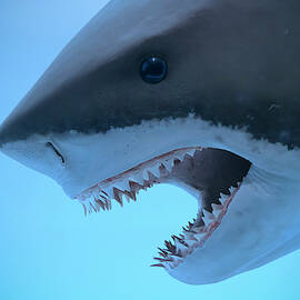 A Portrait of the Jaws of a Great White Shark  by Derrick Neill