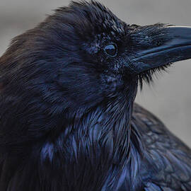  A Raven in Portrait 3 