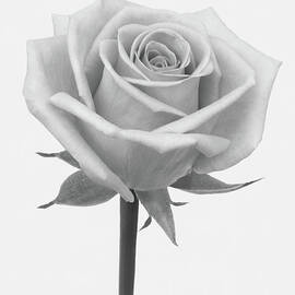 A Rose In Shades Of Grey by Rosemary Calvert