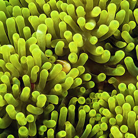 A Skunk Anemonefish (amphiprion Akallopisos) In A Host Anemone by Cavan Images