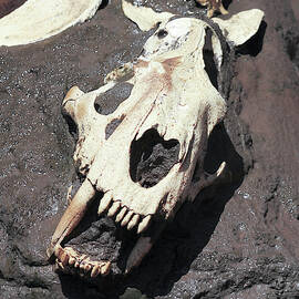 A Smilodon Skull Exposed in a Tar Pit by Derrick Neill