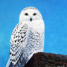 A Snowy Owl for Magnus by Sarah Irland