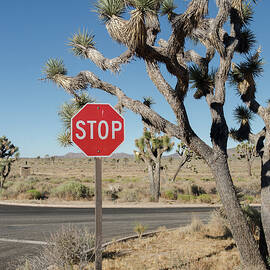 A Sunny Rest Stop In The Desert Outside Of Joshua Tree, California. by Cavan Images