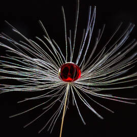 A Tiny Red Drop On A Tiny Piece Of Fluff by Aw Ponsen