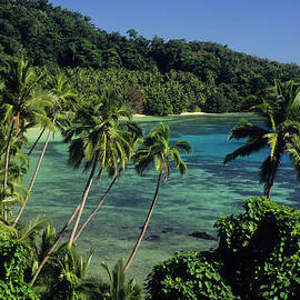 A Tropical Paradise Of A Beach And Palm by Tammy616