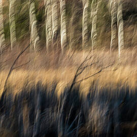 Abstract of Birch At The Edge Of The Marsh 2018-1 by Thomas Young