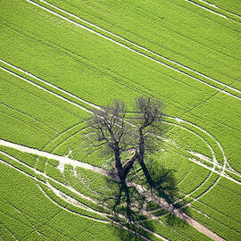 Aerial Abstract View Of Oak Trees And by Andrew Holt