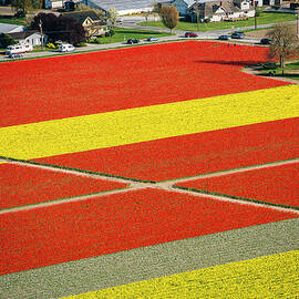 Aerial View Of Rows Of Yellow And Red by Pete Saloutos