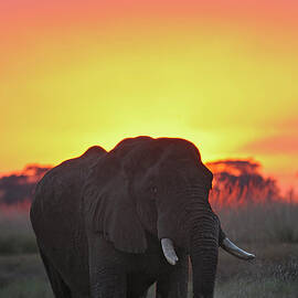 African Elephant by Winfried Wisniewski