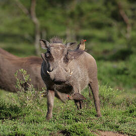 African Warthogs 05 by Bob Langrish
