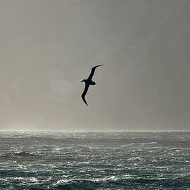 Albatross Silhouette by Max Seigal