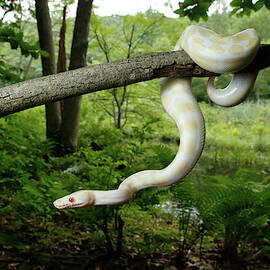 Albino Ball Python Climbing Tree by DAVID KENNY