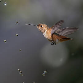 Allen\'s Hummingbird by Judy Tseng
