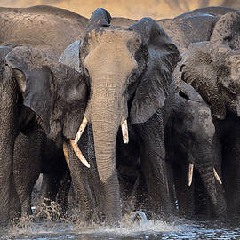 Along The Kwando River by Muriel Vekemans
