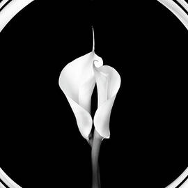 An Abstract Image Of A Lily In Black by Eversofine