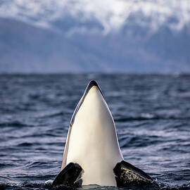 An Orca Takes The Head Out Of The Water To Observe The Surroundings by Cavan Images / Raffi Maghdessian