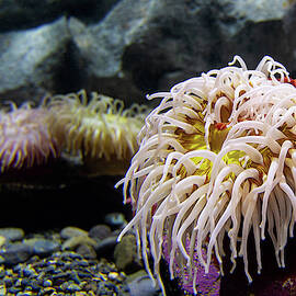 Anemone by Bob Cournoyer