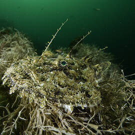 Anglerfish / Monkfish Camouflaged On Seabed, Vevang by Franco Banfi / Naturepl.com