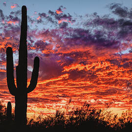 Arizona Sunset