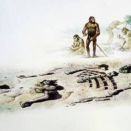 Art Of The Lucy Skeleton And Australopithecus by Science Photo Library