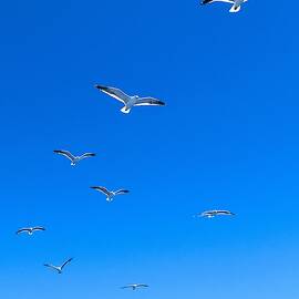 Group of seagulls on blue sky in the Argentine Patagonia by Eduardo Accorinti
