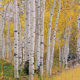 Aspen Trees In Autumn With White Bark by Mint Images - David Schultz