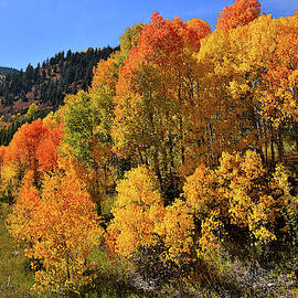Aspens in Full Color on the Ascent to McClure Pass by Ray Mathis