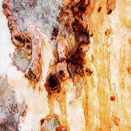 Aussie Gum Tree Bark - 46