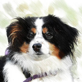 Australian Shepherd - DWP3237735 by Dean Wittle