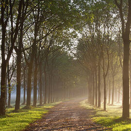 Autumn Forrest Path With Sunrays by By R. Smallenbroek