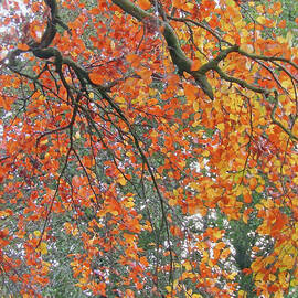 Autumn Colours by Kim Tran