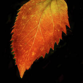Autumn Leaf by Robert Bales