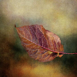 Autumn Fallen Leaf  by Terry Davis